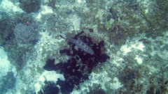 Black Grouper (40